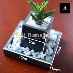 Succulent Plant  550