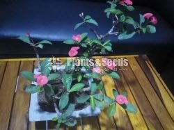 Bonsai 