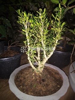 Bonsai 