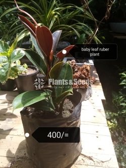Rubber Plant (Baby leaf)