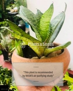 Snake plant with pot! (SENSEVIERIA) 