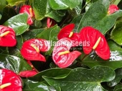 Anthurium Red Champion