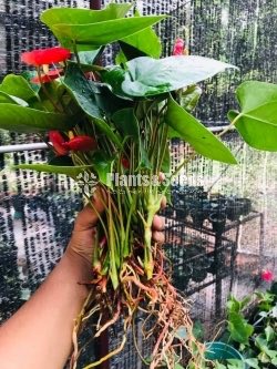 Anthurium Red Champion