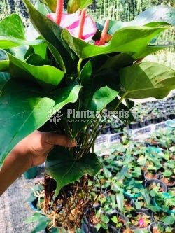 Anthurium Pink Champion