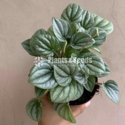 Peparomiya Silver  Dish-Outdoor Plants