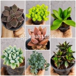 Succulent Package