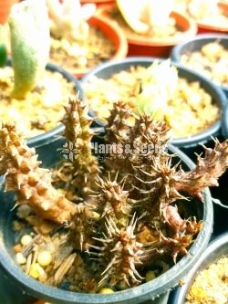 Cactus