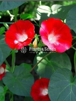 Red morning glory