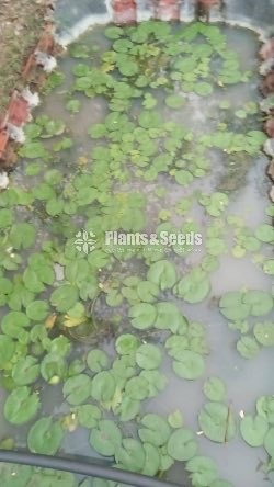 Kolarata Waterplant