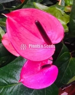 Rapido Anthurium