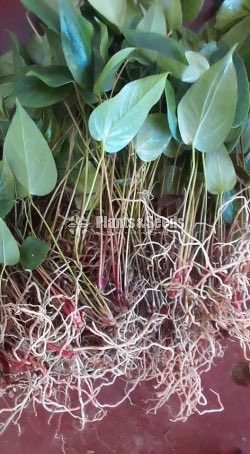 Rapido Anthurium