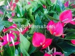 Pickme Anthurium