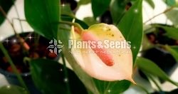 Pickme Anthurium