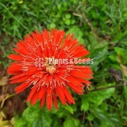 Babandesia