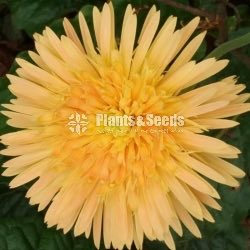 Babandesia