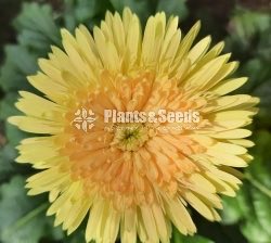 Babandesia