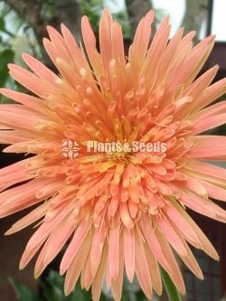 Babandesia