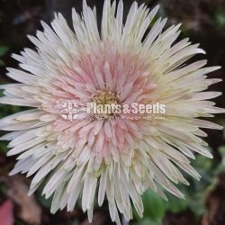 Babandesia
