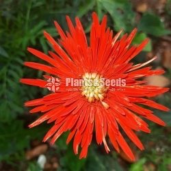 Babandesia