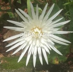 Babandesia