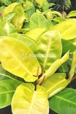 Philodendron