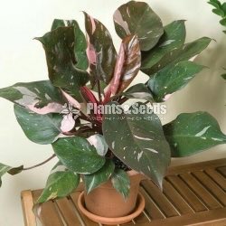 Philodendron