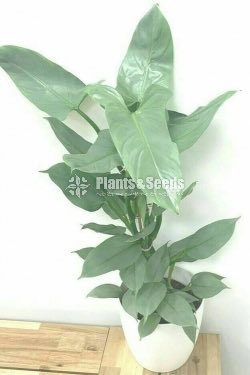 Philodendron