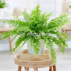 Fern plants 