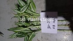 Lucky bamboo (Sanderiana)