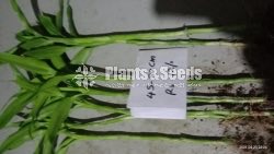 Lucky bamboo (Sanderiana)