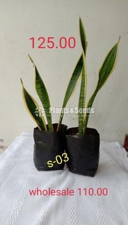  Sansevieria