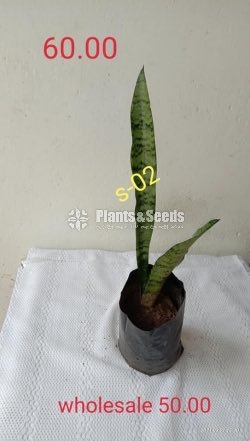  Sansevieria