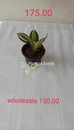  Sansevieria