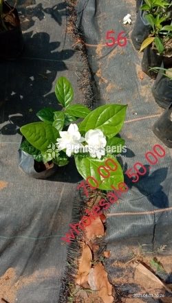 Rosa Pichcha