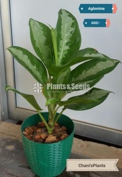 Indoor Plants