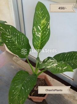 Indoor Plants