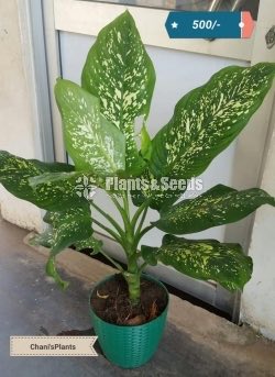 Indoor Plants