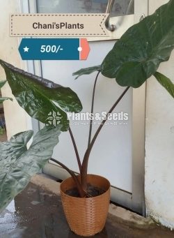 Indoor Plants