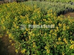 Kristelsia(ක්‍රිස්ටෙල්සියා )