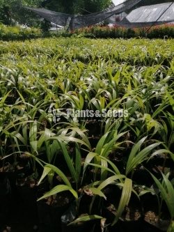 Palm Plants