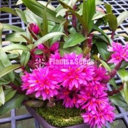 Dendrobium Hibiki
