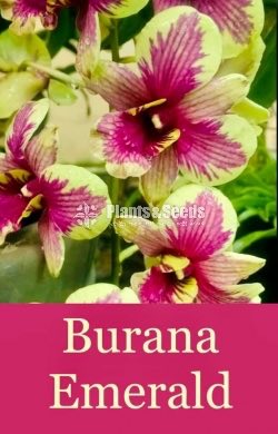Red Town,White Red Lip,Rejina Beauty,Burana Emerald Orchids