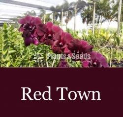 Red Town,White Red Lip,Rejina Beauty,Burana Emerald Orchids