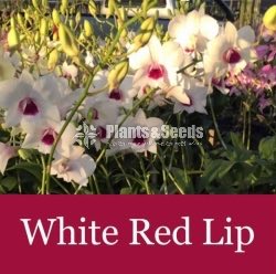 Red Town,White Red Lip,Rejina Beauty,Burana Emerald Orchids