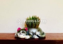 Decorative Pots(විසිතුරු මල් පැළ පොච්ච් )