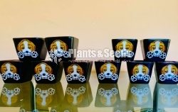 Decorative Pots(විසිතුරු මල් පැළ පොච්ච් )