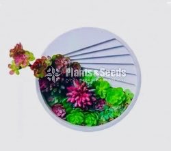 Decorative Cactus Pots(විසිතුරු මල් පැළ පොච්ච් )