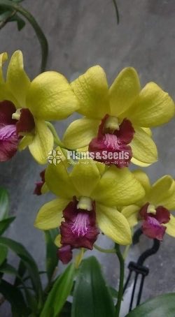 Dendrobium Phalaenopsis and Vanda