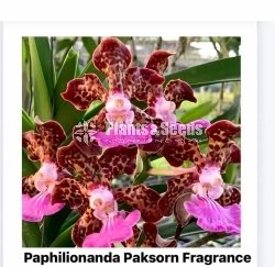 Dendrobium Phalaenopsis and Vanda