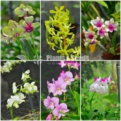 Orchids